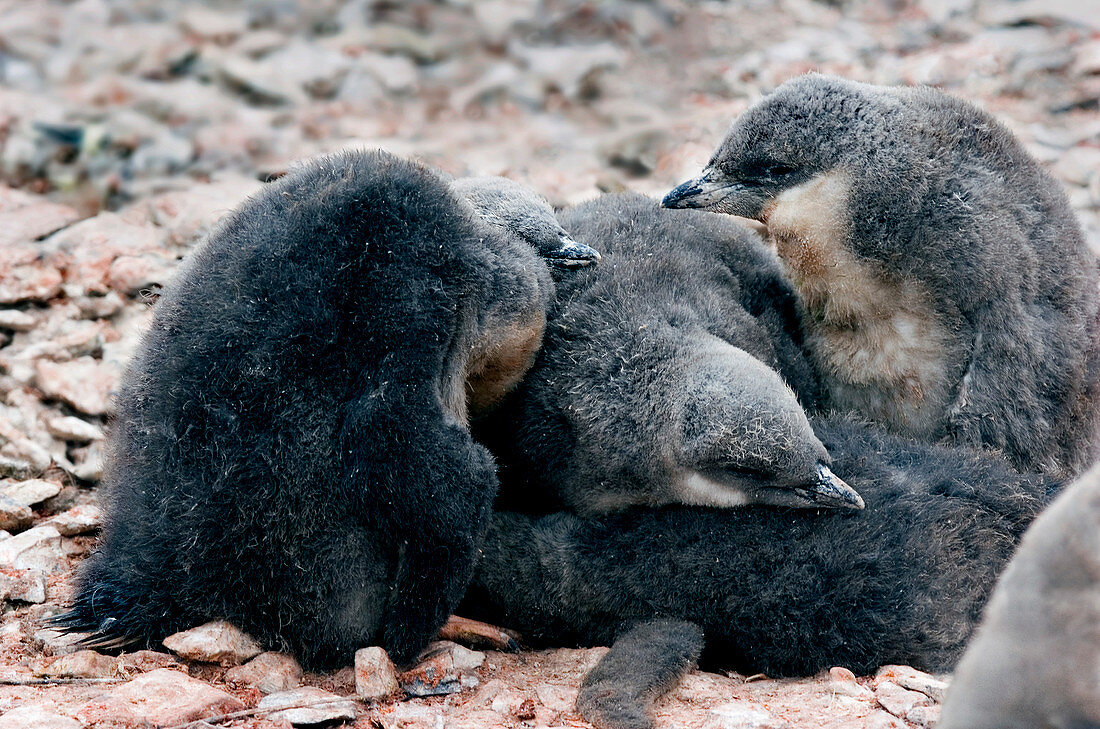 Chinstrap penguin chicks