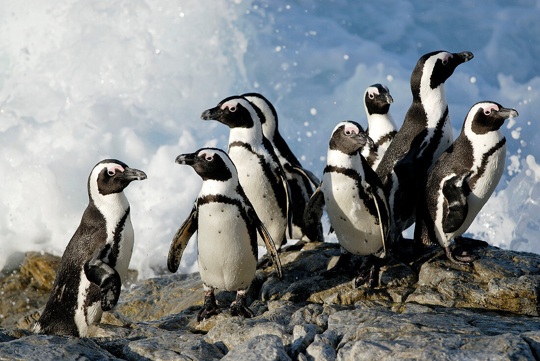 African penguins on rocks