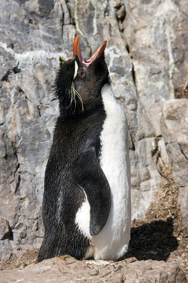 Southern rockhopper penguin
