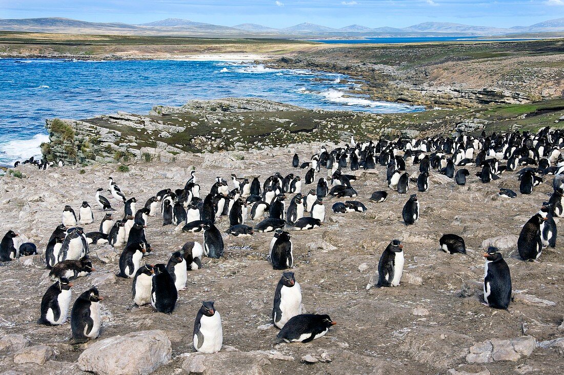Southern rockhopper penguin colony