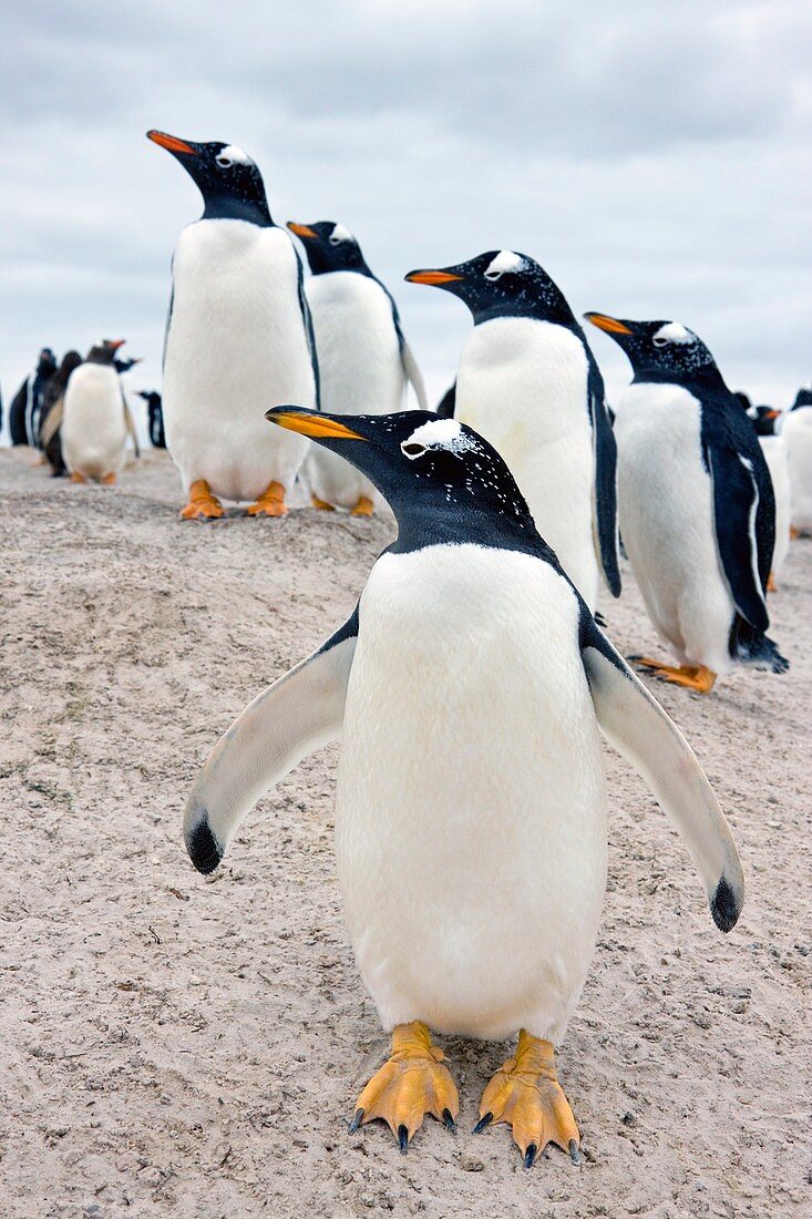 Gentoo penguins