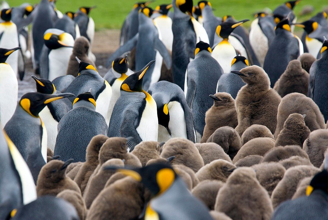 King penguins and chicks