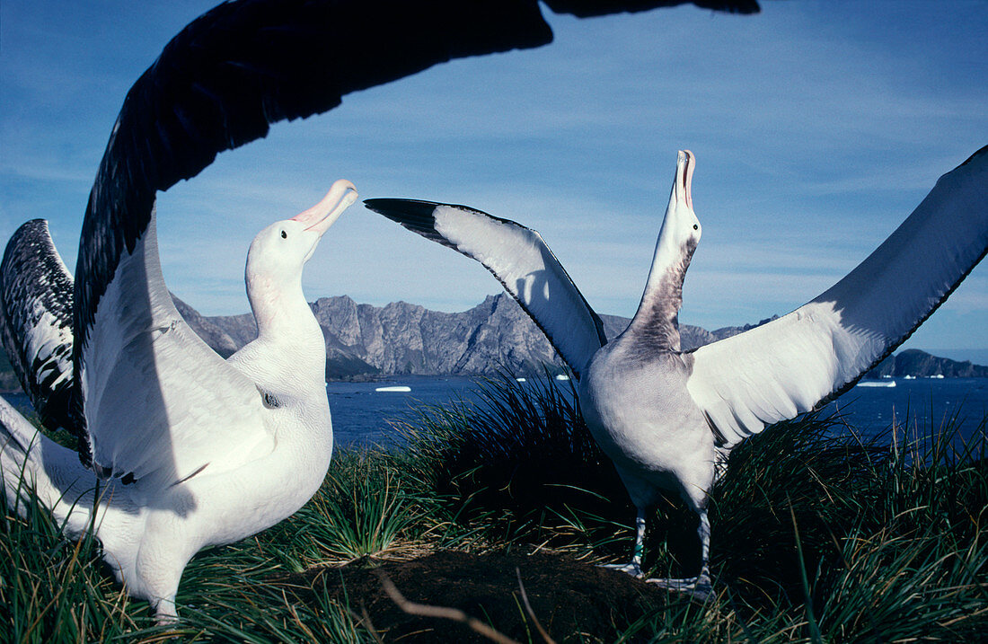 Wandering albatross courtship ritual