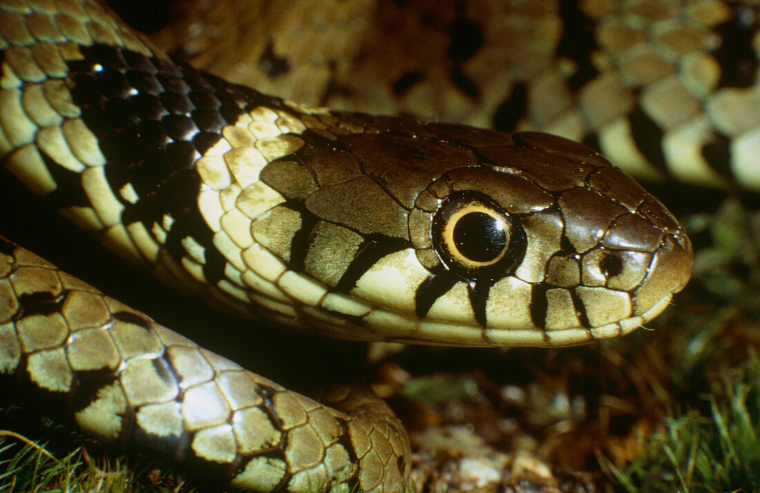 Head of the ringed (garden) snake,Natrix natrix