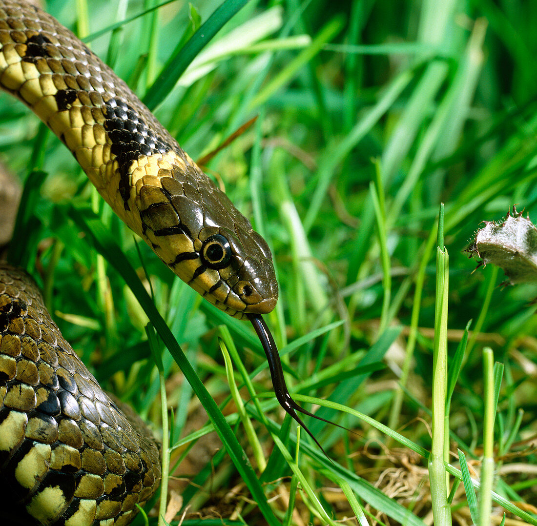 Head of a common grass snake