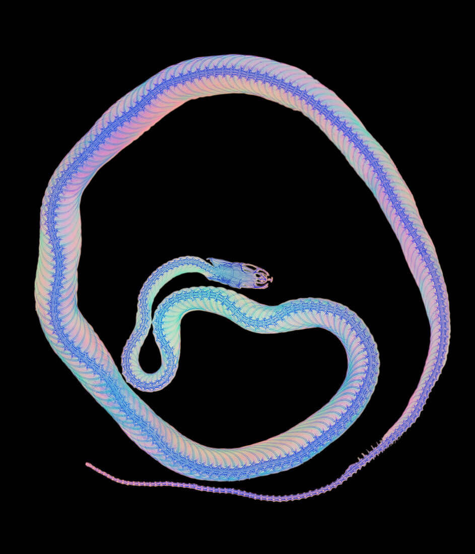 Coloured X-ray of a corn snake,Elaphe guttata