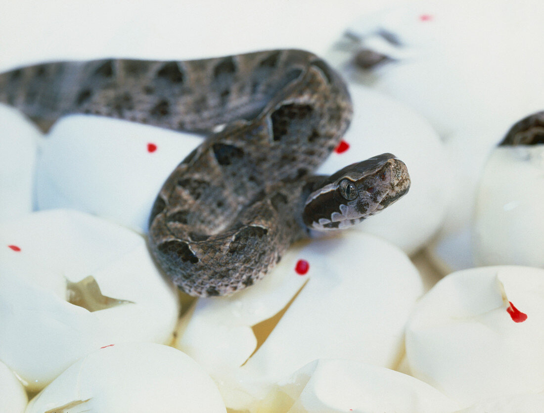 Snake on eggs