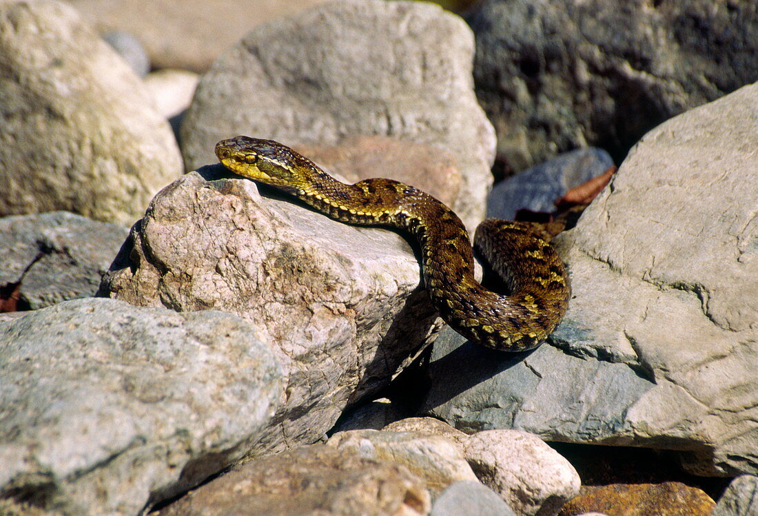 Japanese pit viper