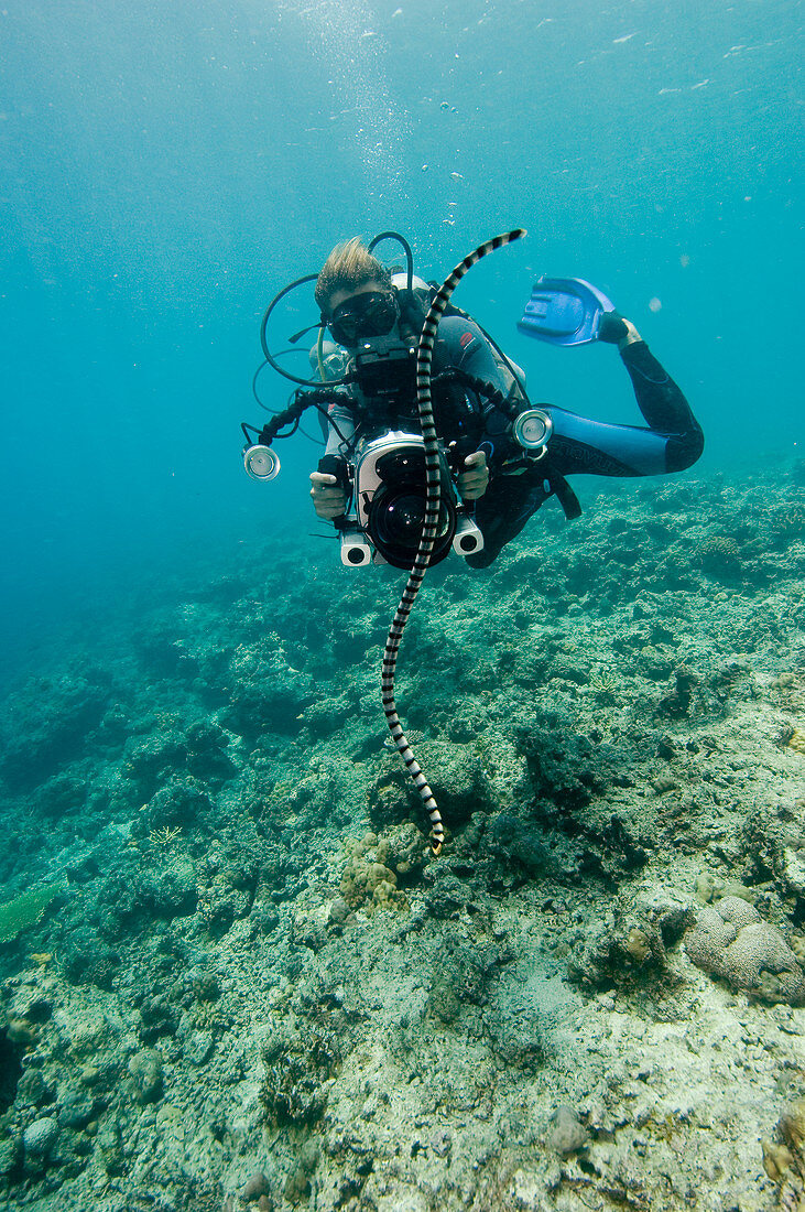 Diver filming a sea krait