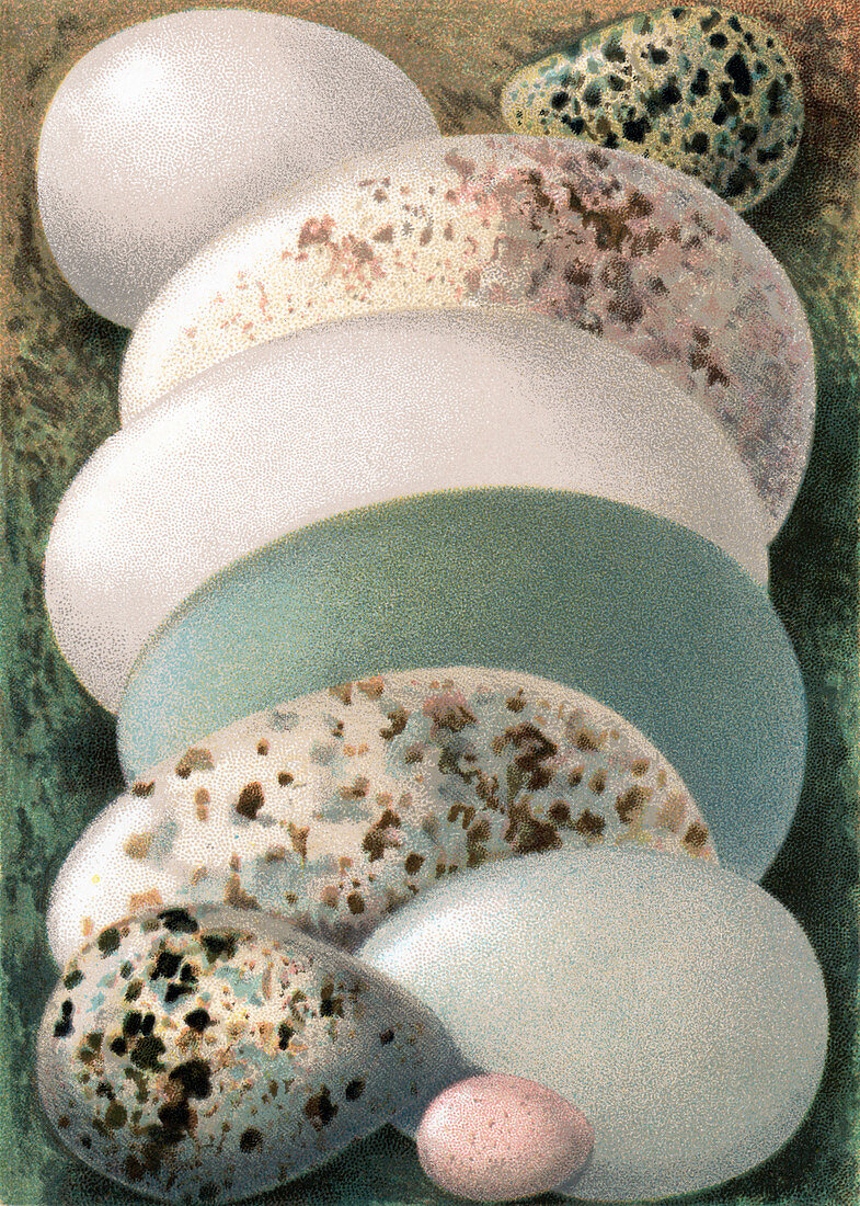 Assorted birds' eggs,historical art