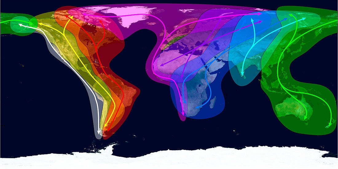 Worldwide bird migration routes