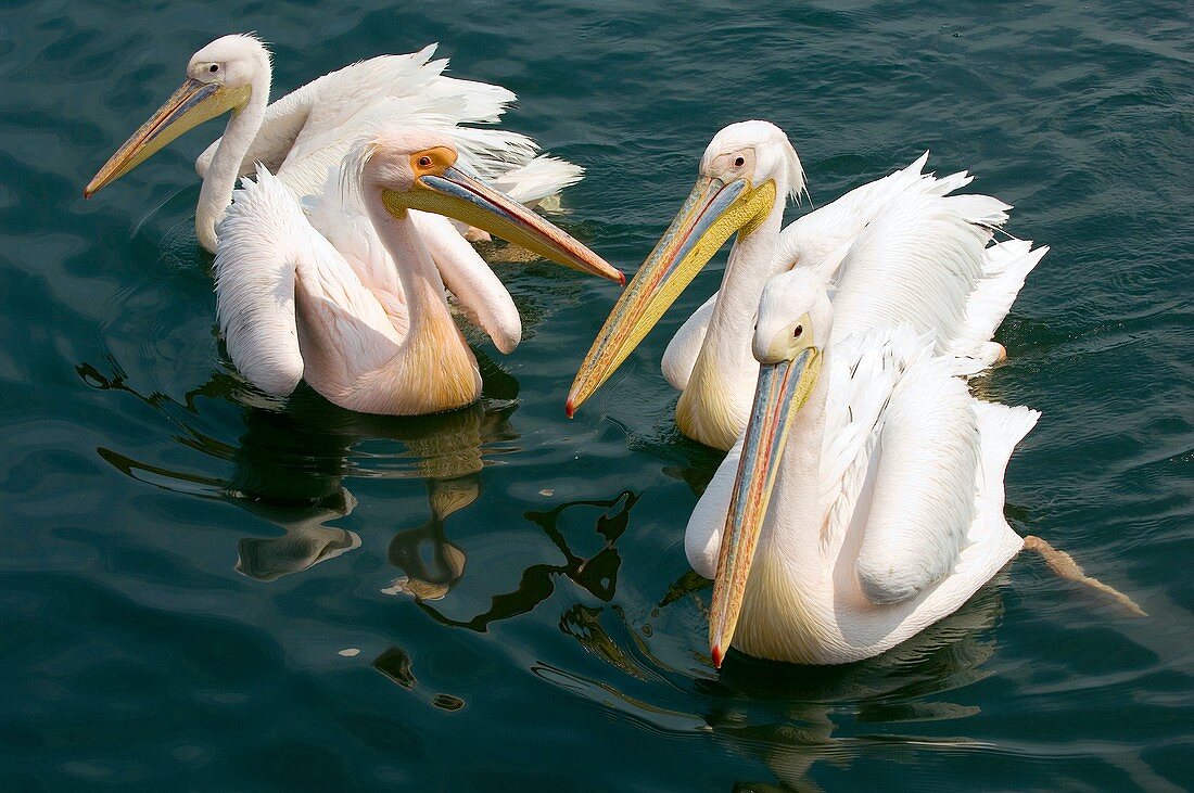 Great white pelicans