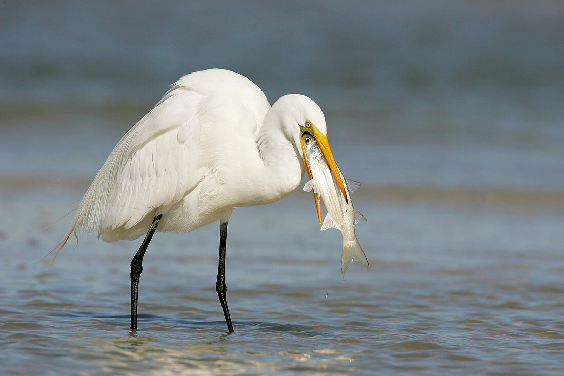 Great egret eating a fish