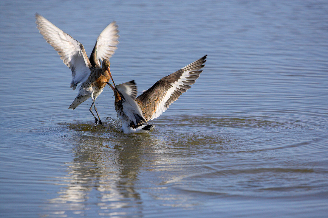 Black-tailed godwits fighting