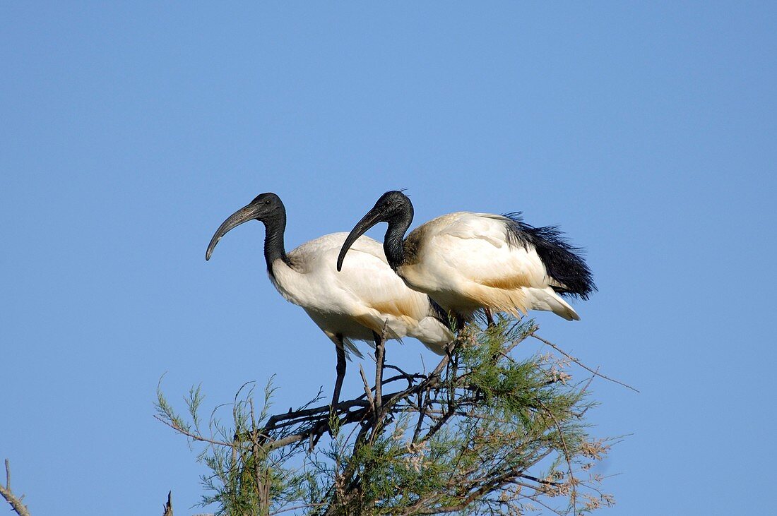 Sacred ibises