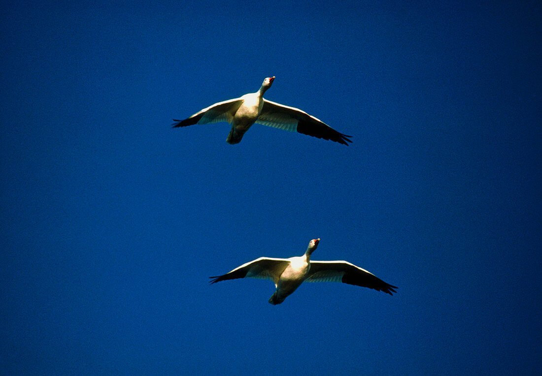 Two snow geese (Anser caerulescens) in flight