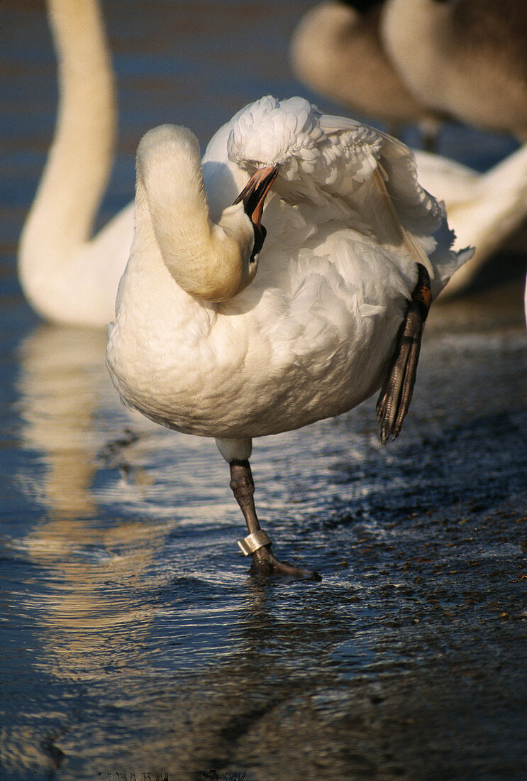 Mute swan preening