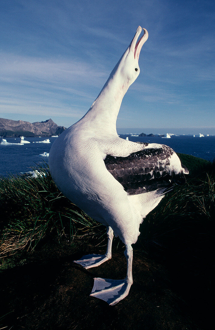 Wandering albatross displaying