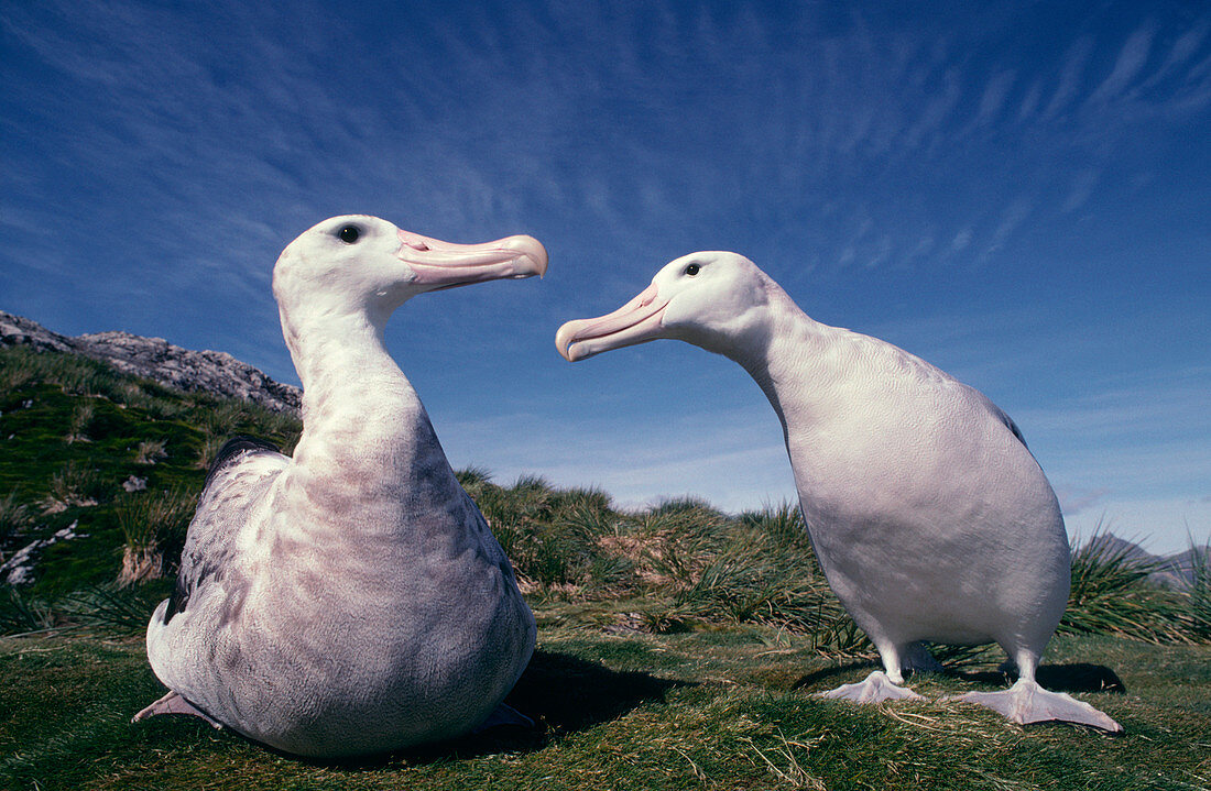 Wandering albatross pair
