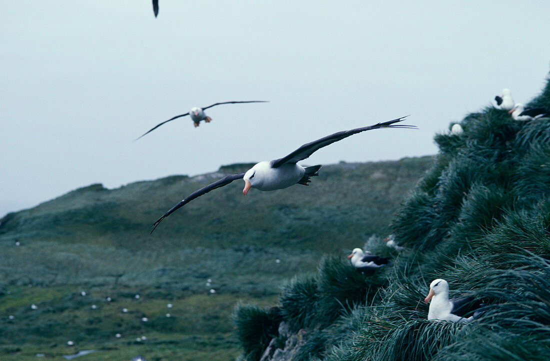 Black-browed albatrosses in flight