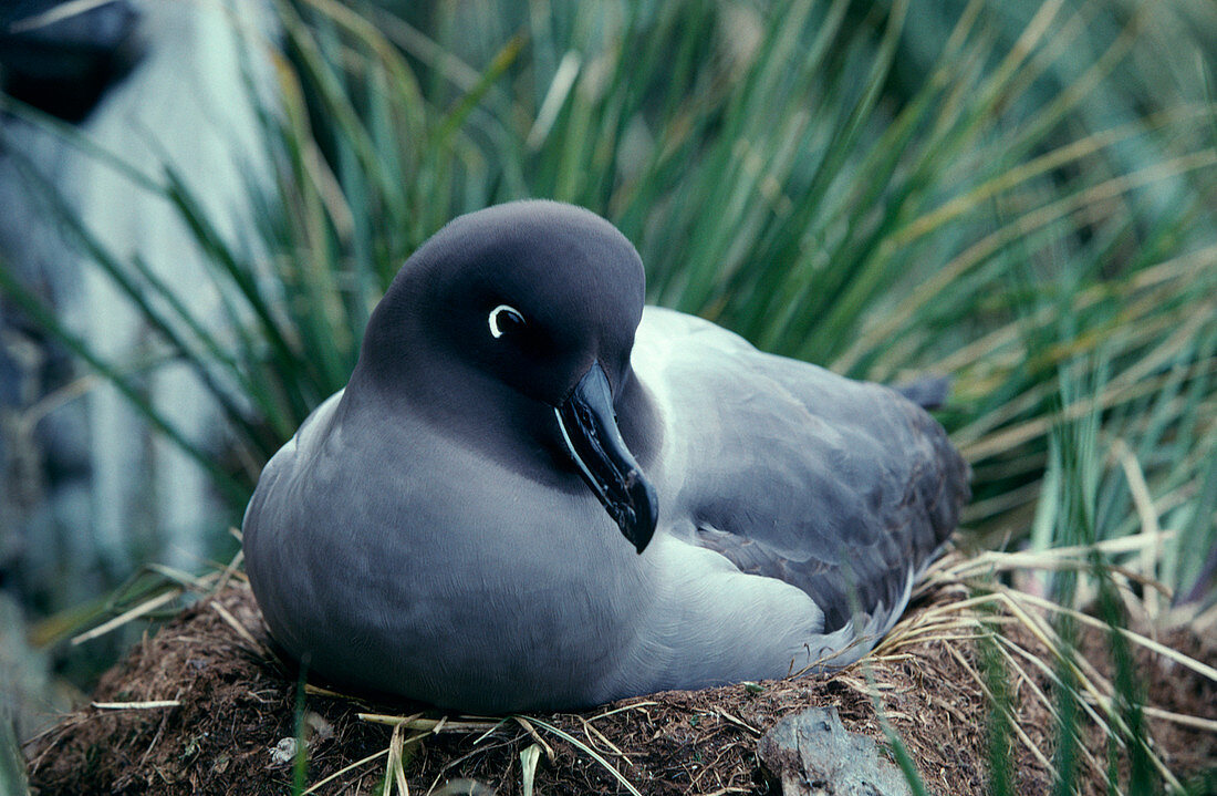 Light-mantled albatross nesting