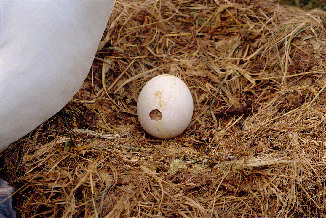 Wandering albatross egg