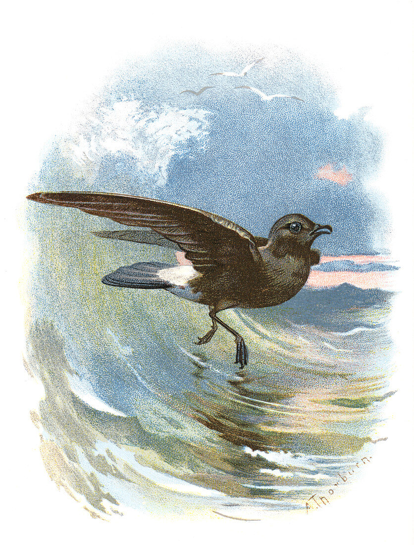 Storm petrel,historical artwork