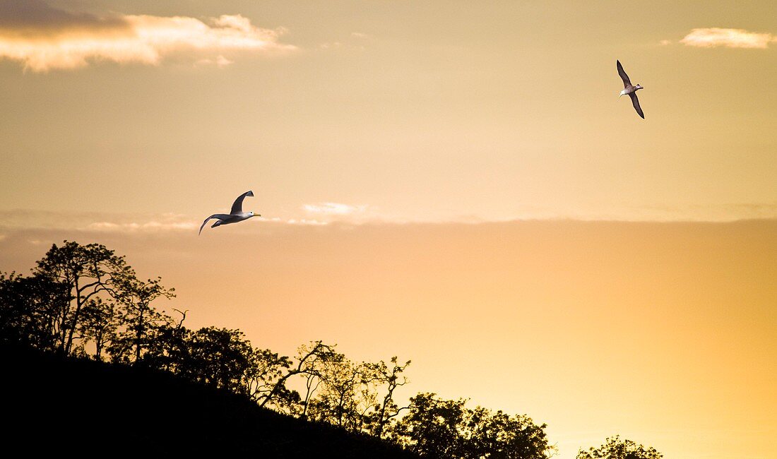 Waved albatrosses flying at sunset