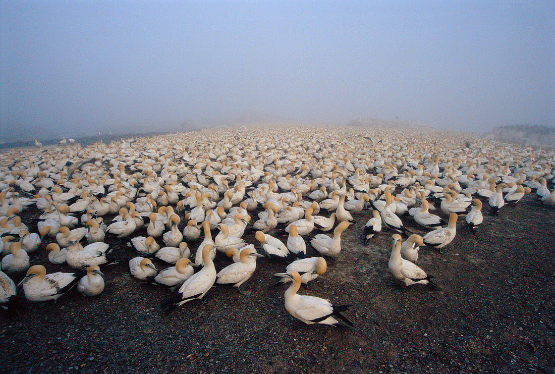 Cape gannets