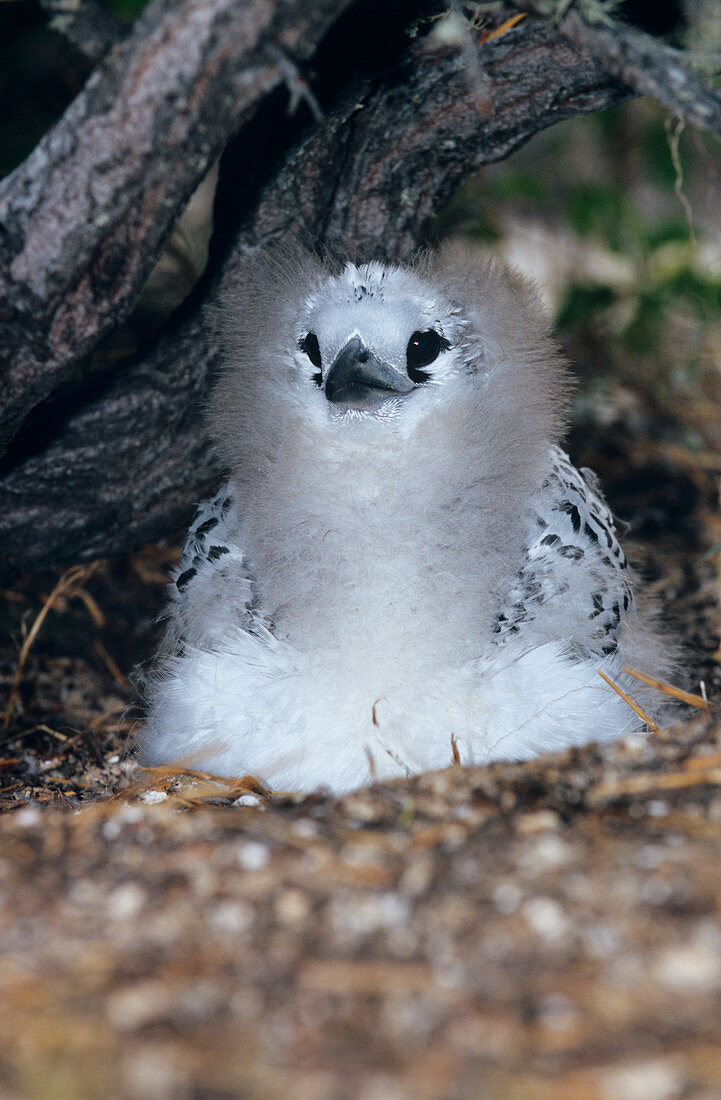 Juvenile red-tailed tropicbird