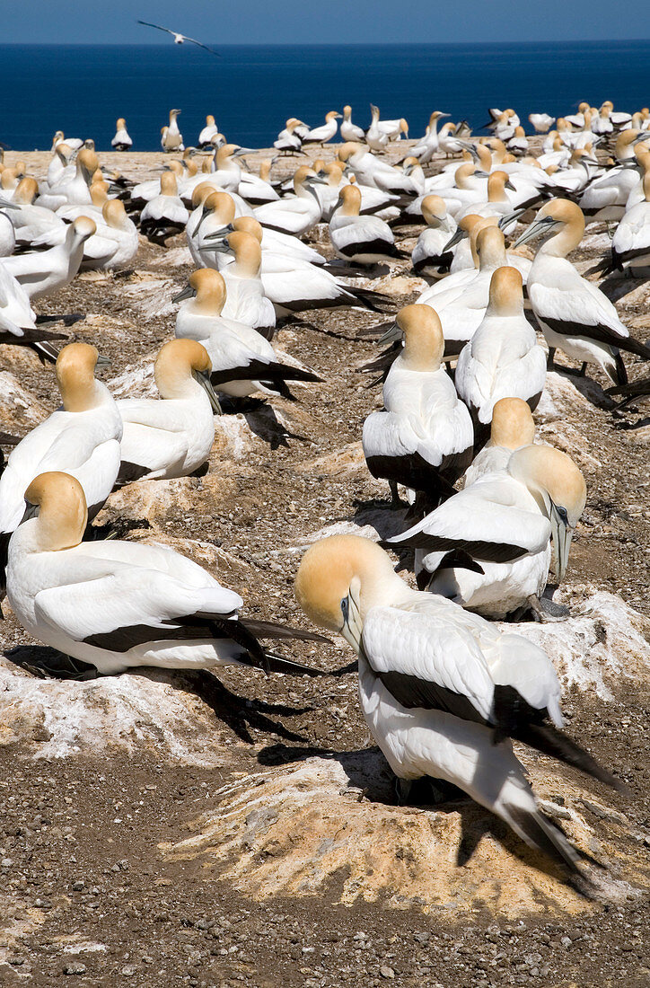 Australasian gannet colony