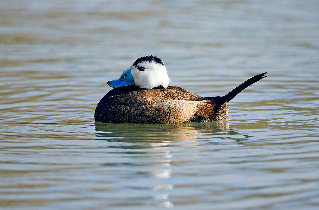 Male white-headed duck
