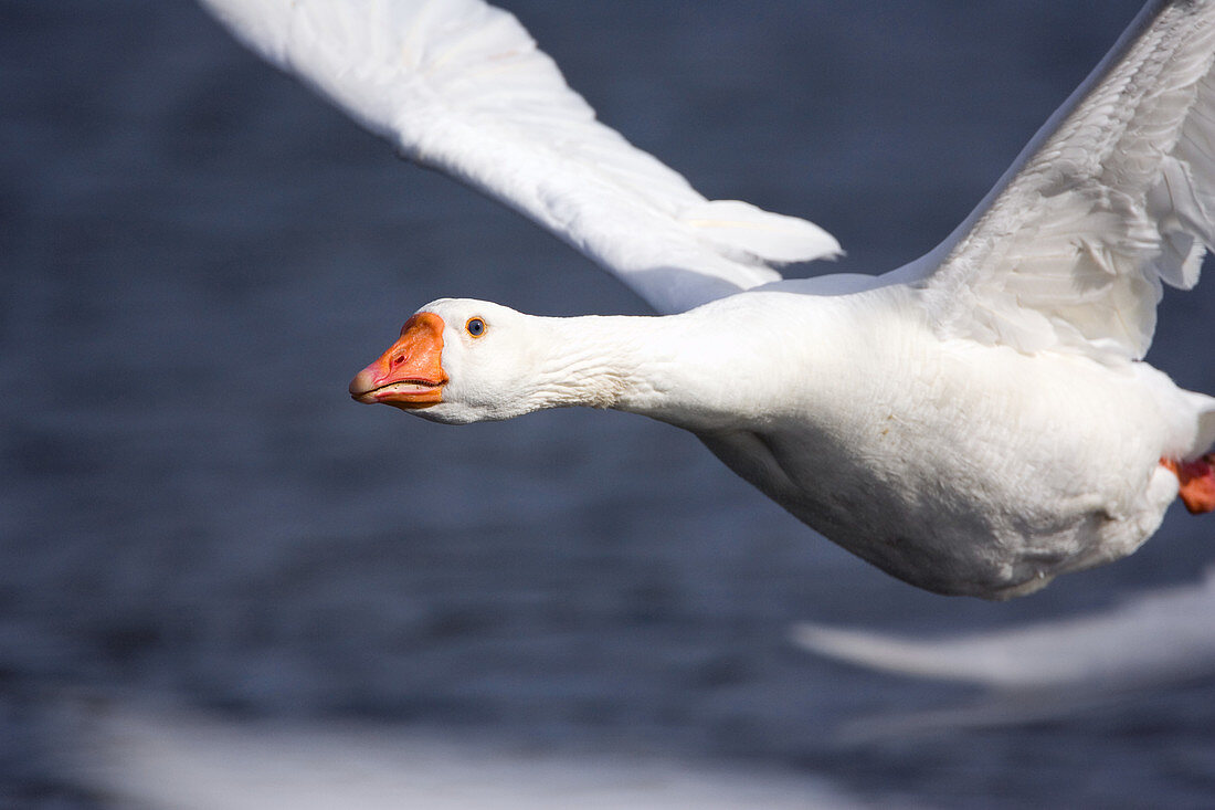 Domesticated goose in flight