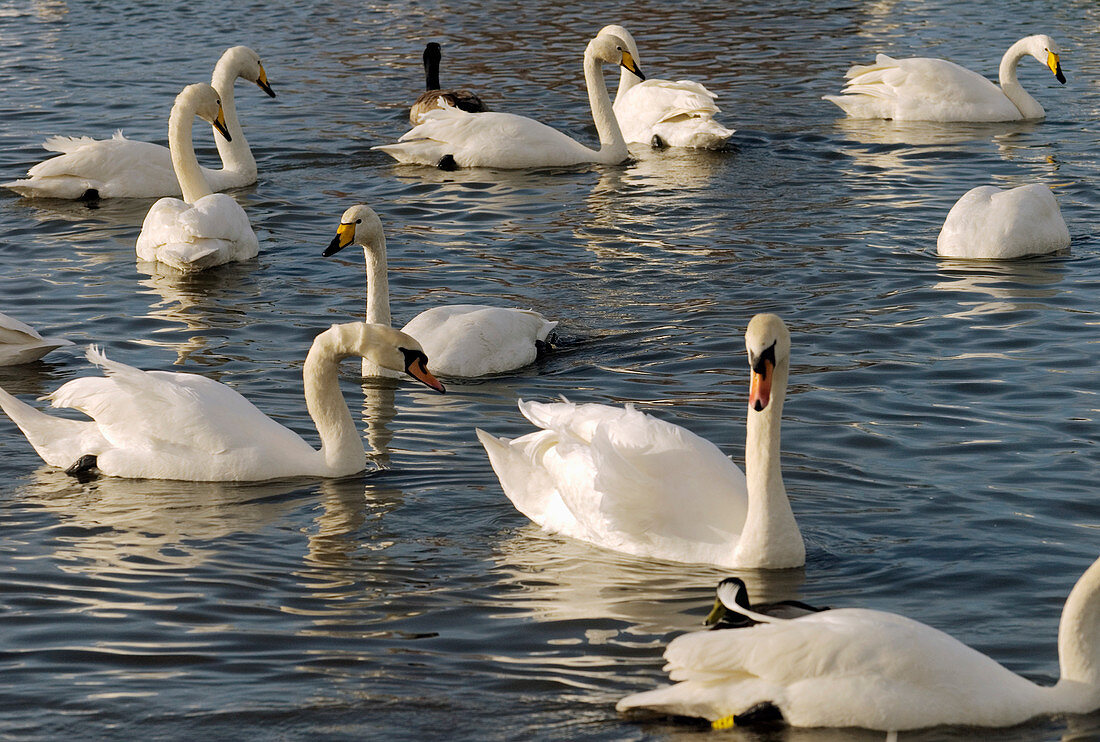 Mute and whooper swans