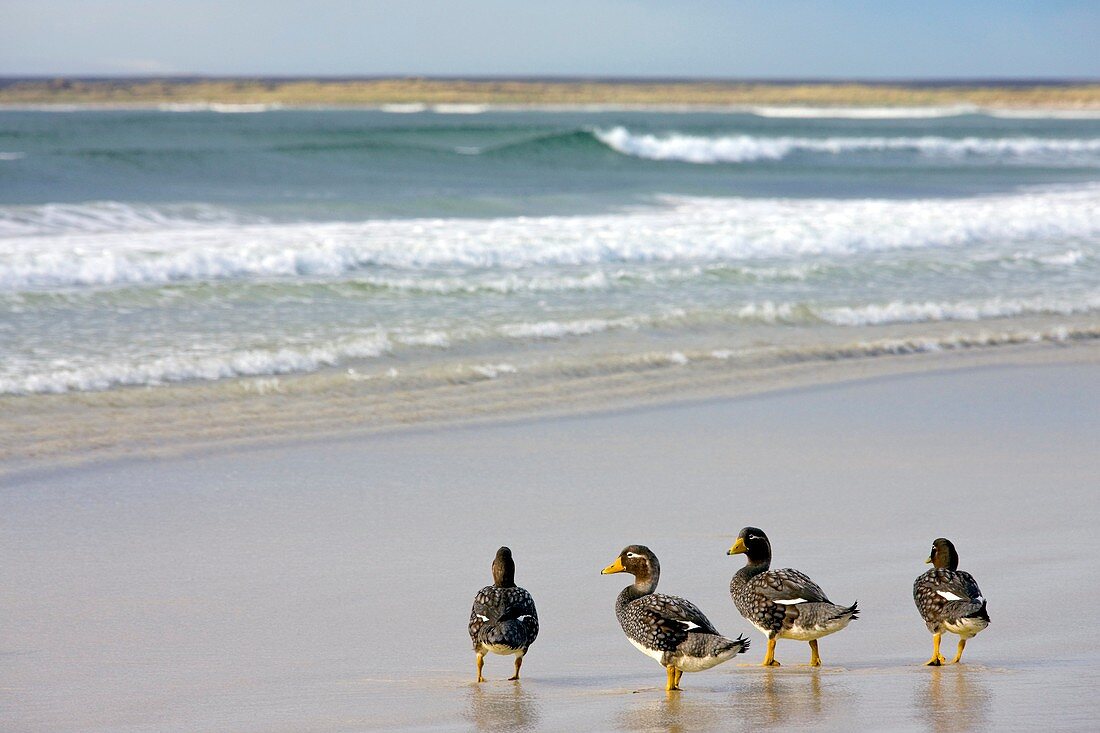 Falkland flightless steamer ducks