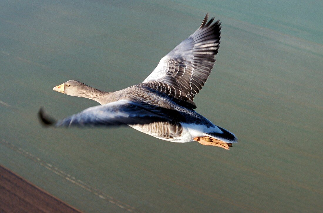 Greylag goose flying
