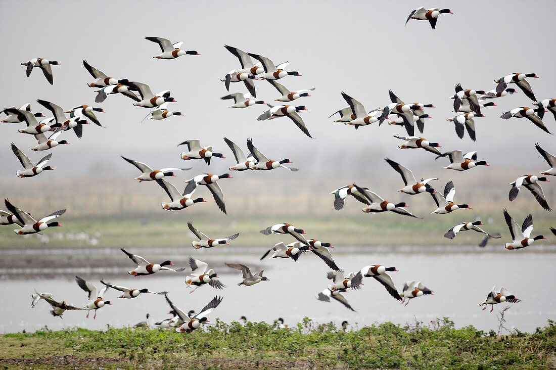 Common shelduck flock in flight