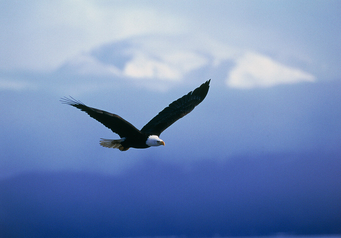 Bald eagle,Haliaeetus leucocephalus,in flight