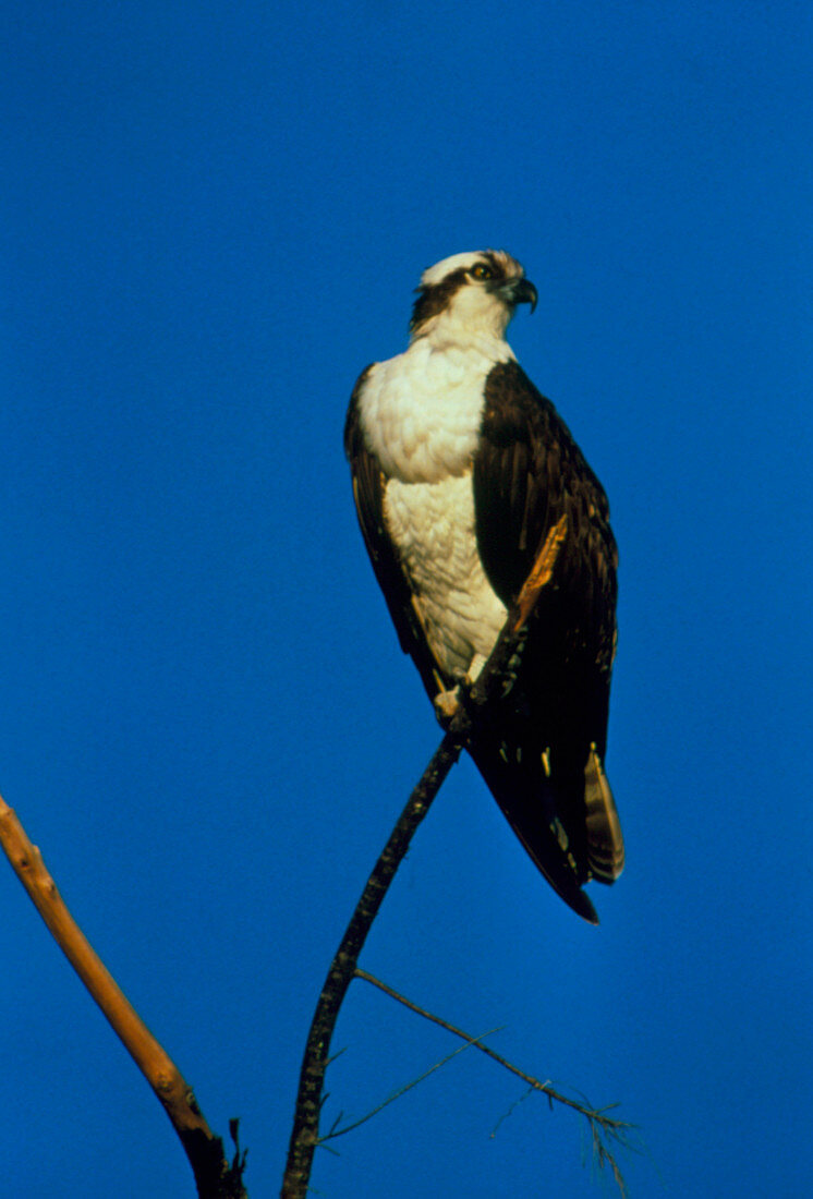 Osprey (Pandion haliaetus) perched on a branch