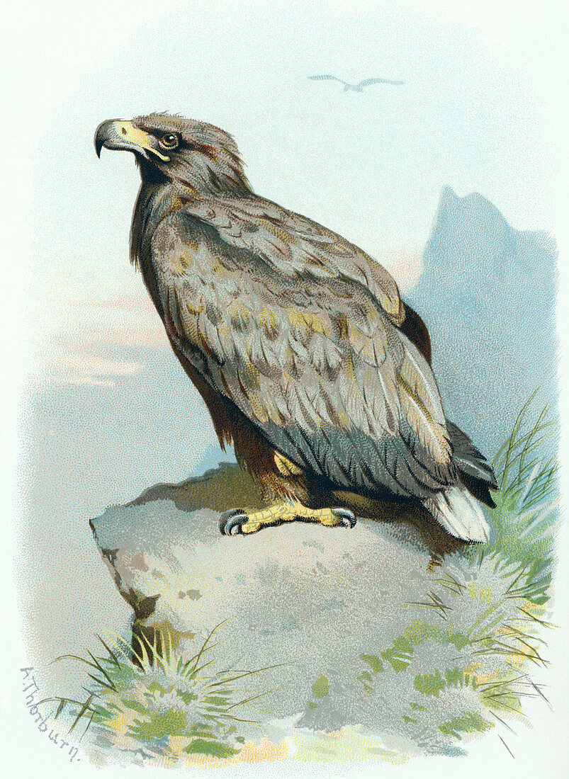 White-tailed eagle,historical artwork
