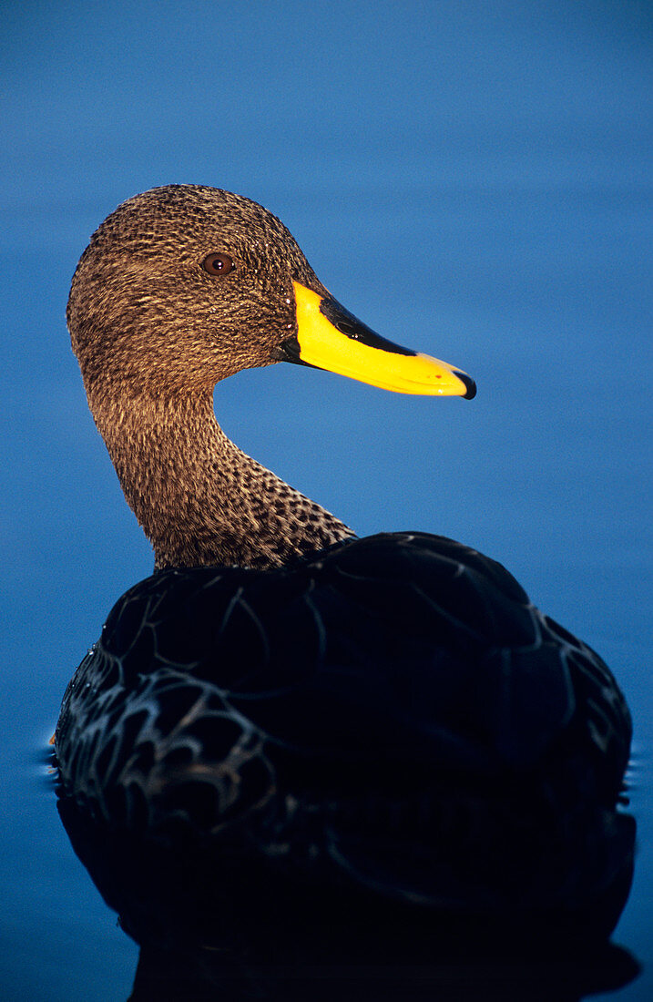 Yellow-billed duck