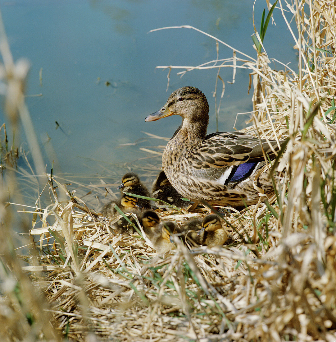 Mallard duck with young