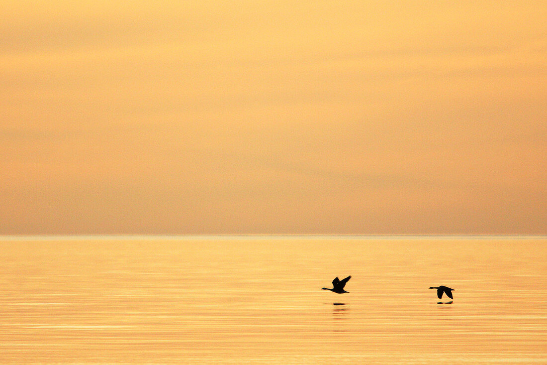 Canada geese over Lake Superior