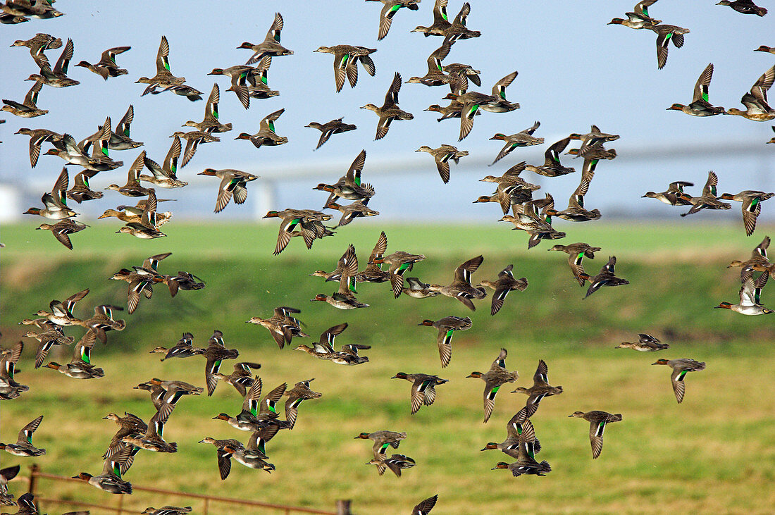 Flock of common teal