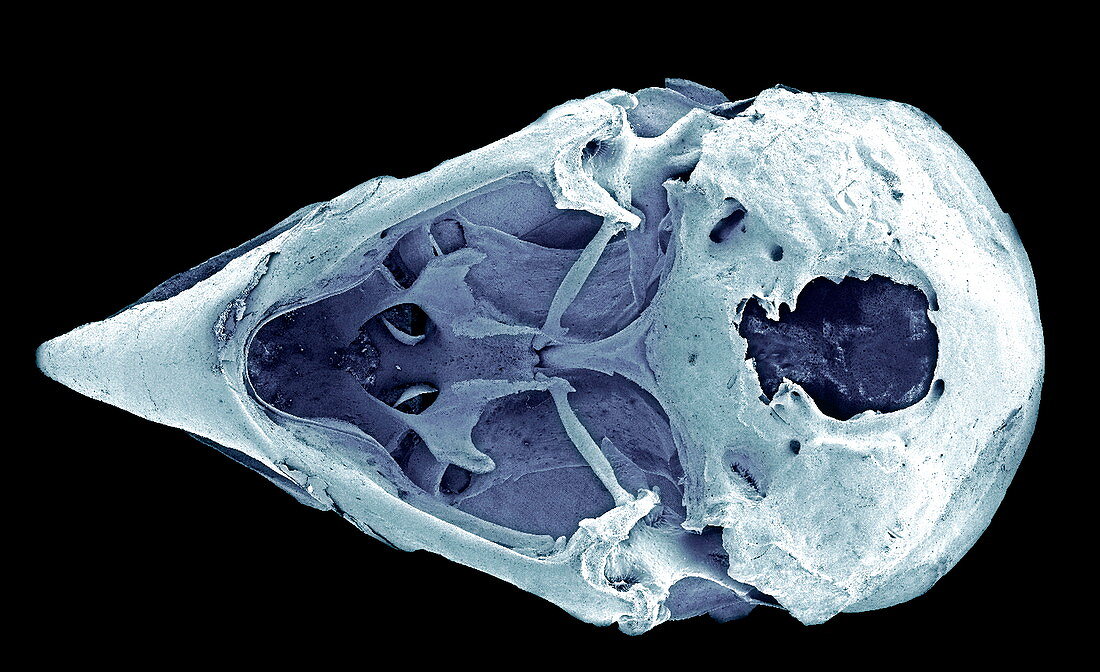 Striated finch skull,SEM