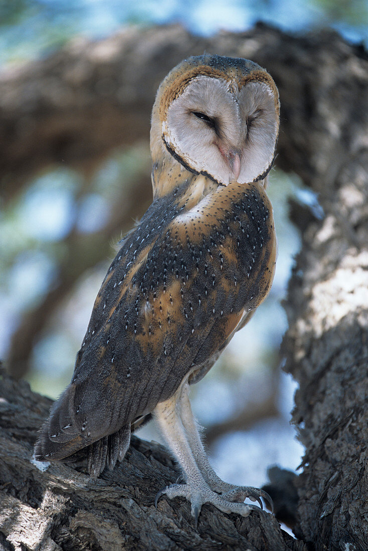 Barn owl