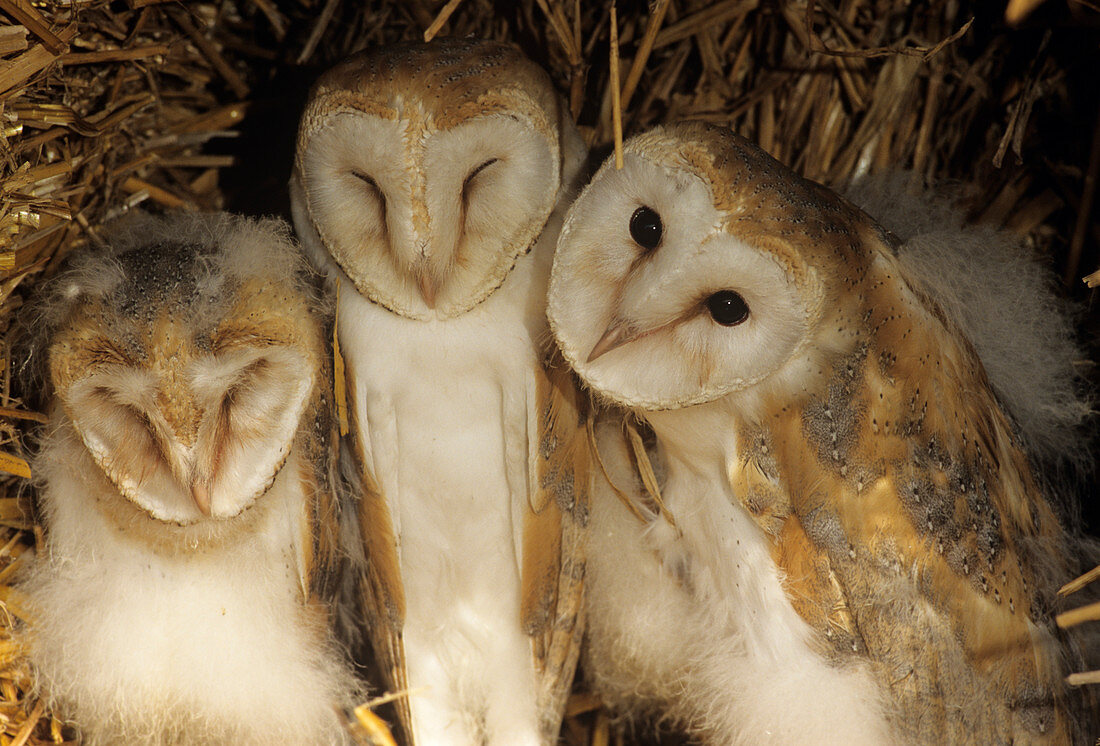 Young barn owls