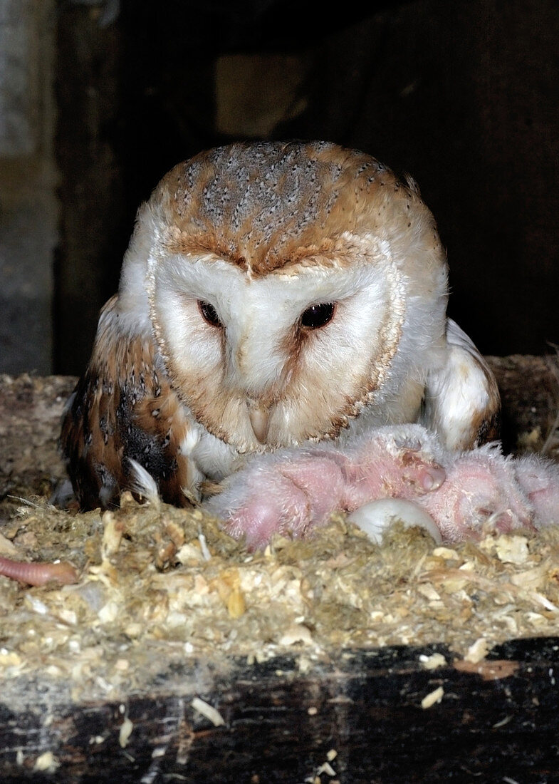 Barn owl and chicks