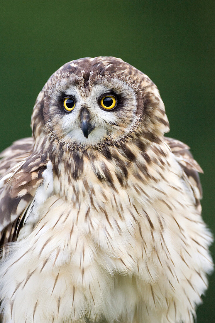 Short-eared owl