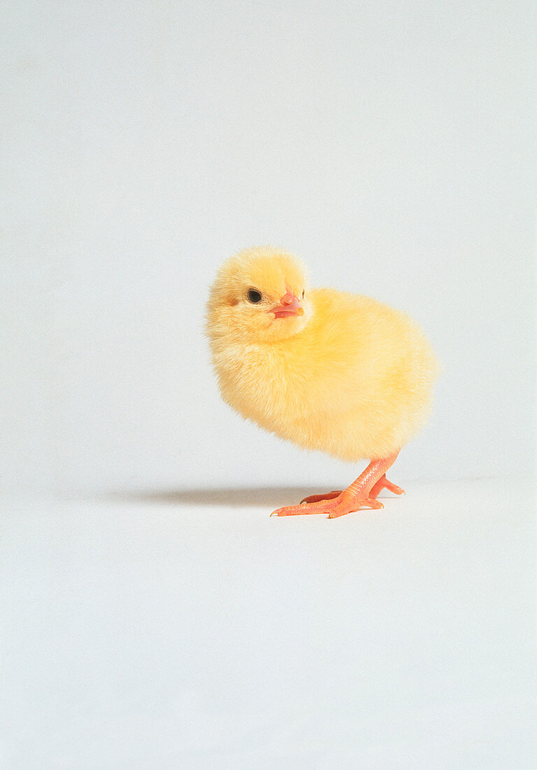 Newly-hatched chick